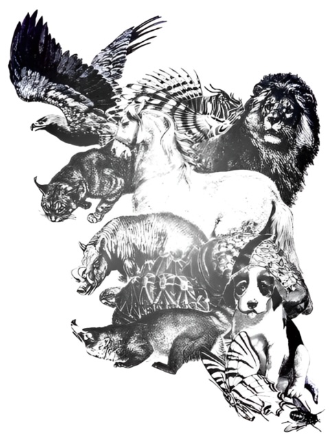 Line Drawing - Animals