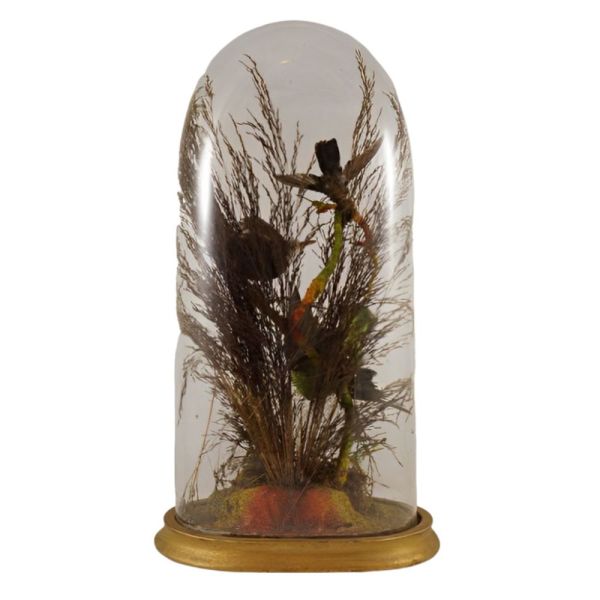 French Antique Victorian Glass Dome Displaying Taxidermy Birds